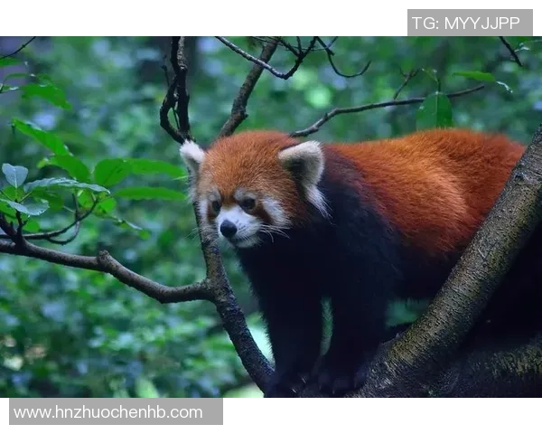 Red Panda强势回归!牛蓉手腕伤愈公牛主场惊艳复出 Red Panda强势回归!牛蓉手腕伤愈公牛主场惊艳复出